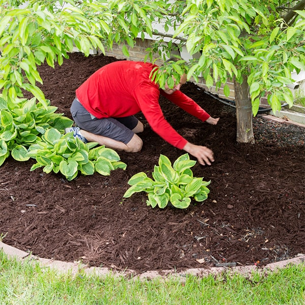 mulch installation helps to conserve soil moisture, suppress weeds, and regulate soil temperature